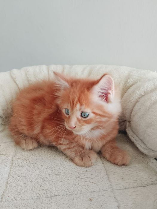 Kocurek Maine Coon Rodowód FPL