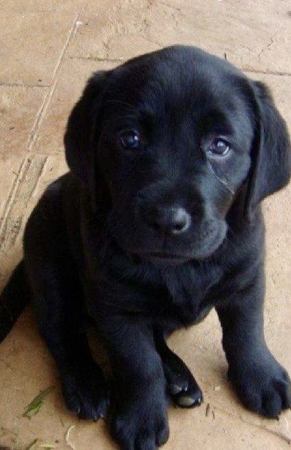 Лабрадор  СРОЧНО! продам щенков