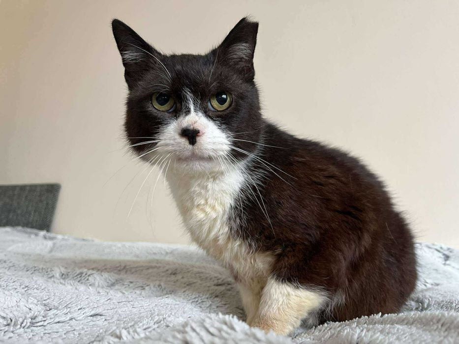 Proszę o dom dla chorego kota Filemona :(