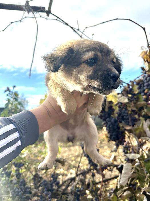 Віддам у добрі руки двох чудових собачок