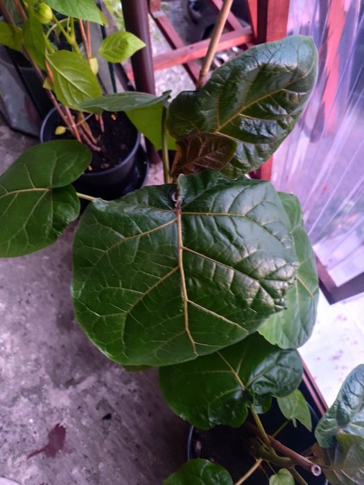 Tamarillo pomidor drzewiasty/duże sadzonki