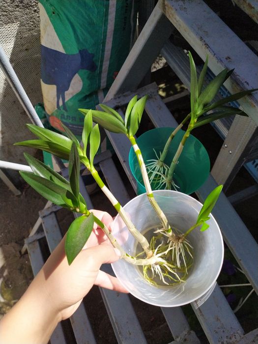 Дендробіум Ода Бері дітки