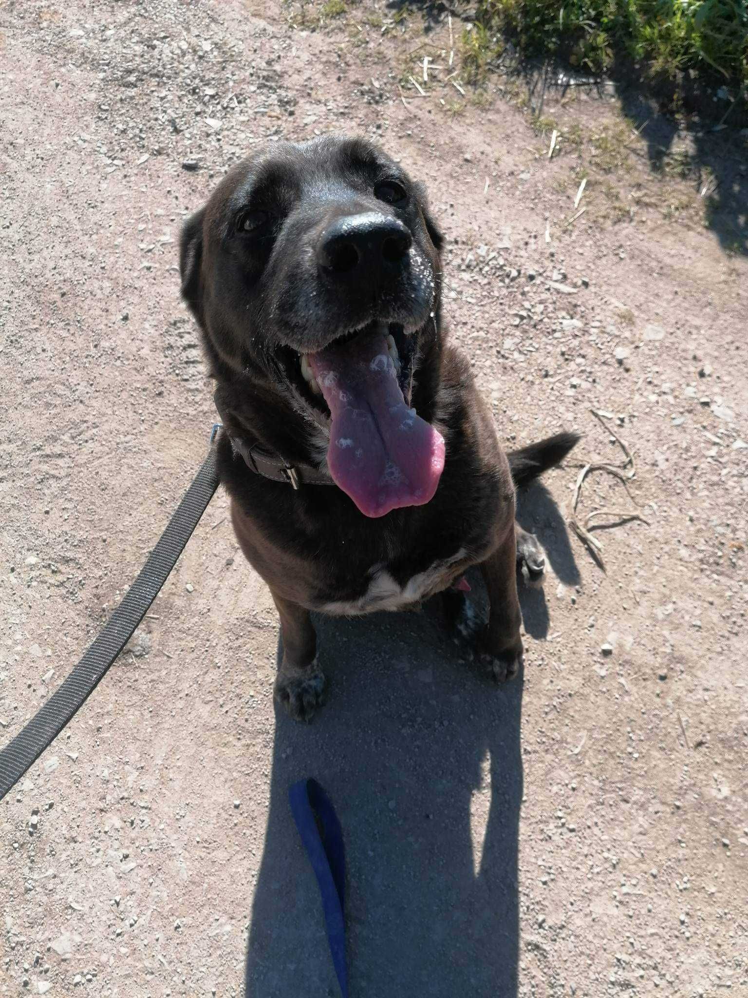 Lucky - cão médio para adoção