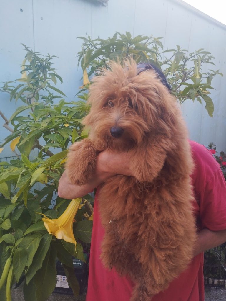 Caniche red mini