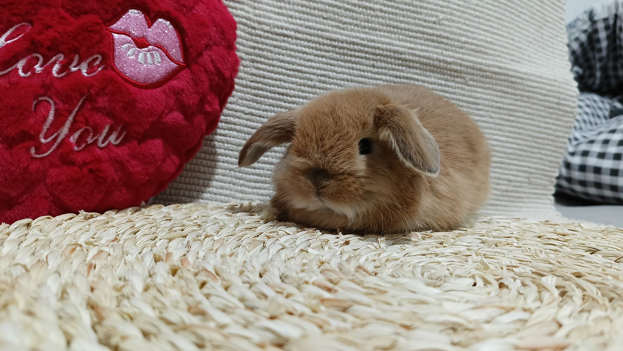 Mini lop króliki karzełek miniaturka baranek hodowla