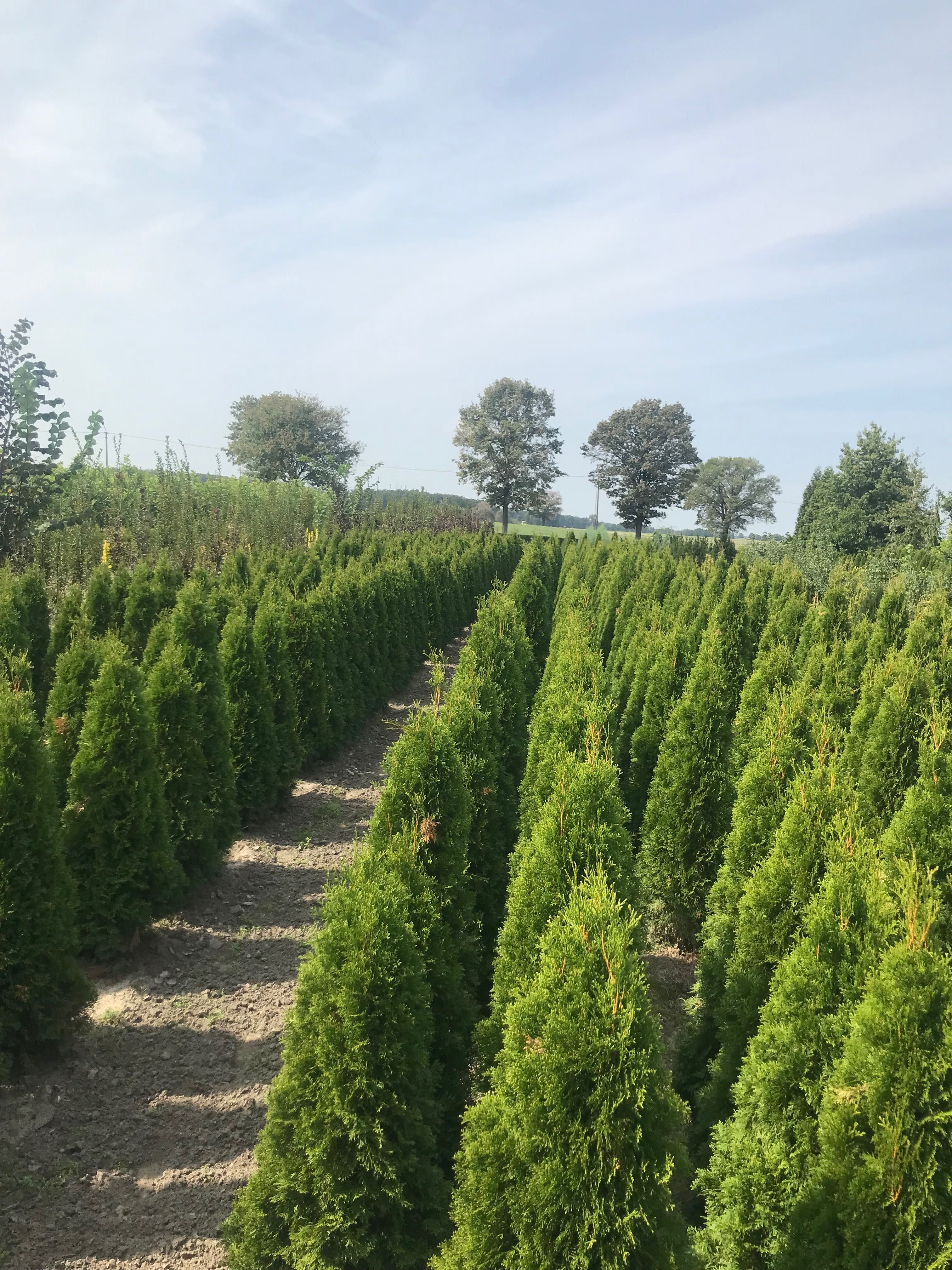 Thuja tuje szmaragd