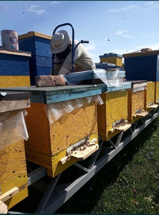 Продам кочову пасіку та обладнання.