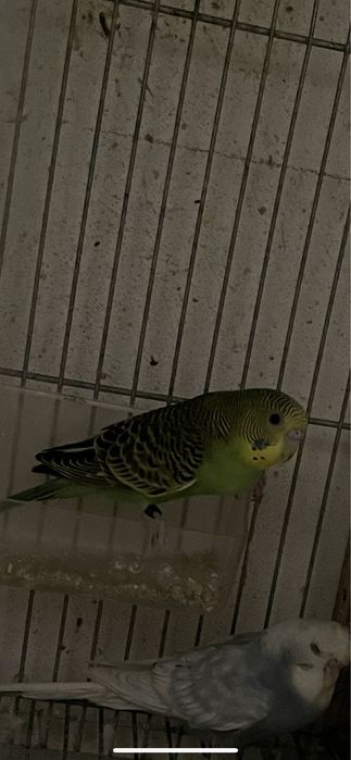 Macho portador da asas negras