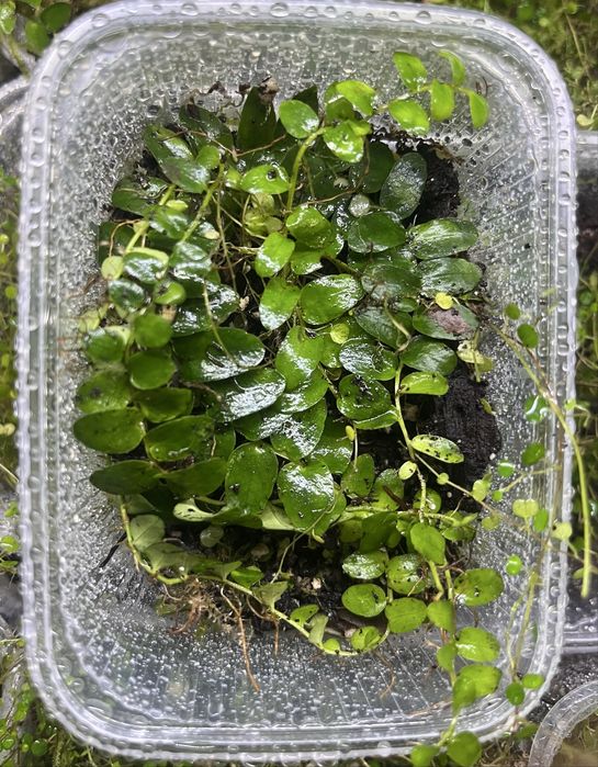 Rośliny do terrarium tropikalnego , paludarium - marcgravie , solanum