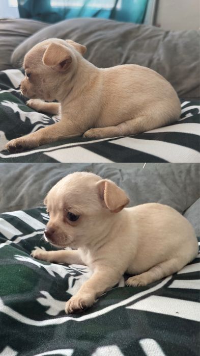 Chihuhahua menina linda
