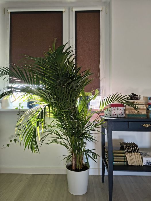 Palma  Areka z donicą, duża, zadbana
