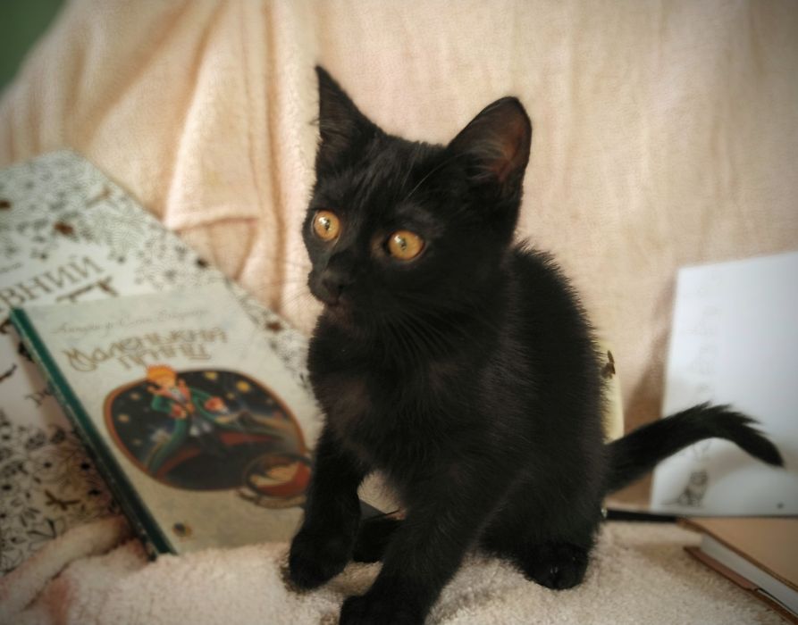 Чарівна Лейла чекає на тебе