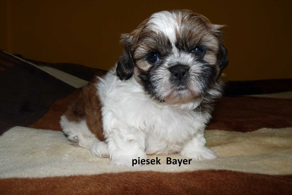 Shih Tzu, piesek Bayer do odbioru od 11 października.