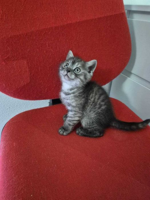 Gatinho Scotish Straight