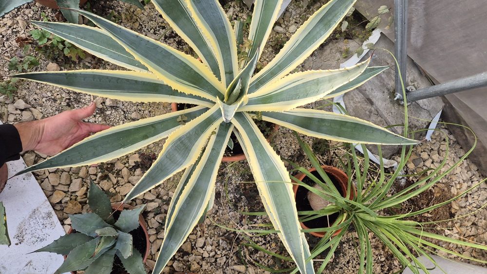 Agawa variegata amerykańska