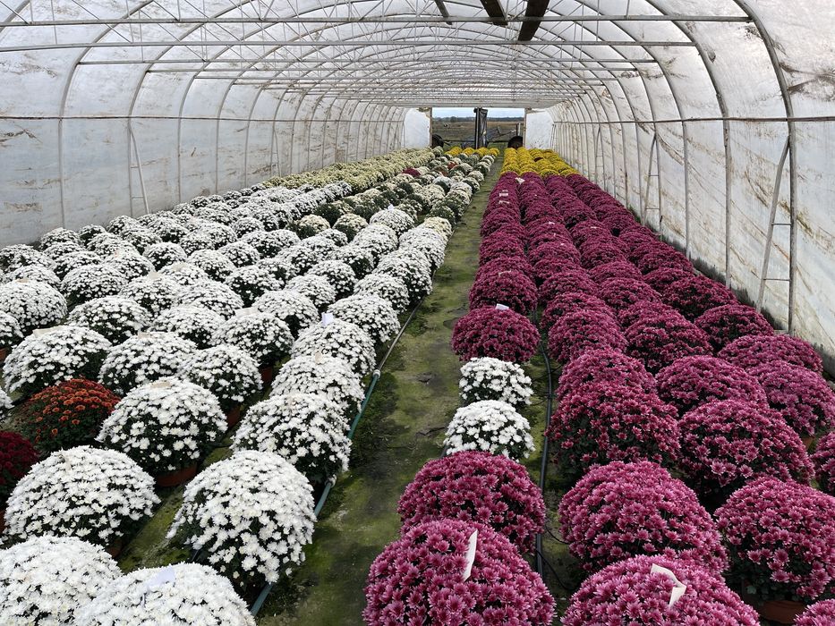 Chryzantemy dąbki kwiaty