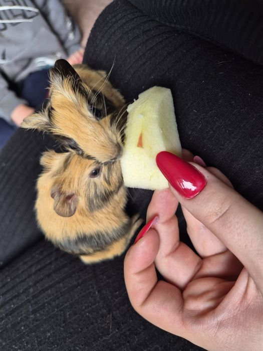 Świnki morskie do adopcji