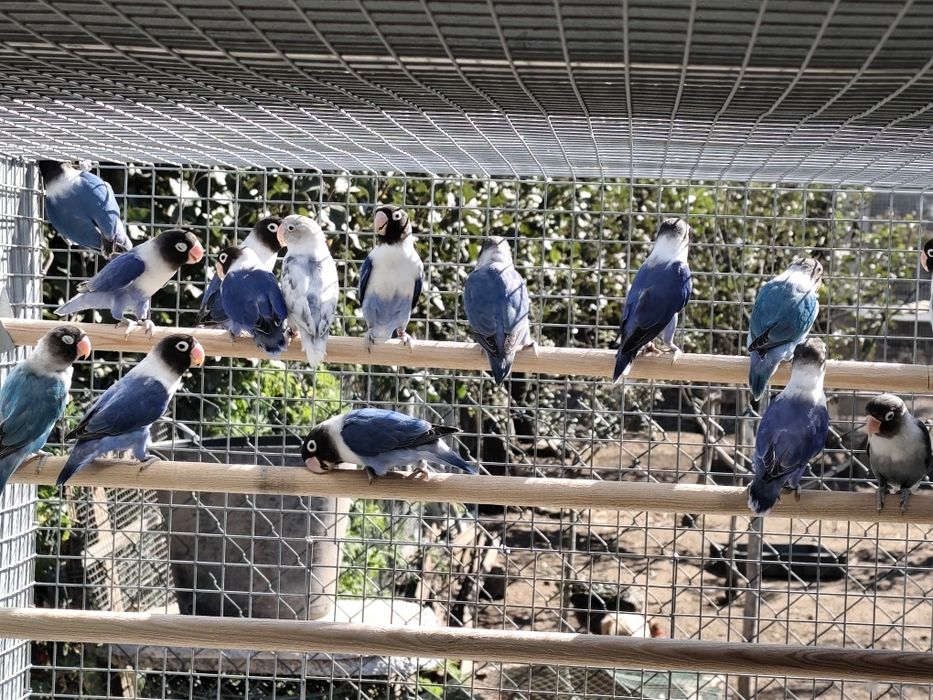Agapornis Persunatus 2025