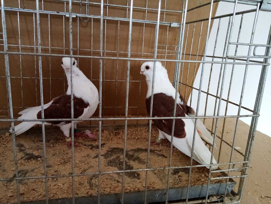 Gołębie Ozdobne Mewka Mewki