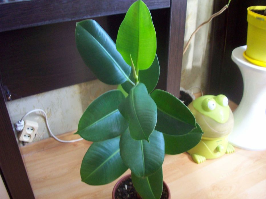 Фікус каучуковий Еластичний Багаторічний Чудовий подарунок НЕ ВИСИЛАЮ