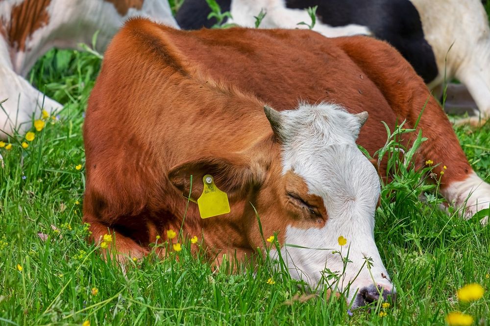 Продавця ВРХ, ціна договірна