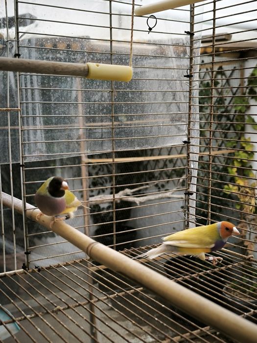 Diamantes Gould Brunas e portador de Bruno
