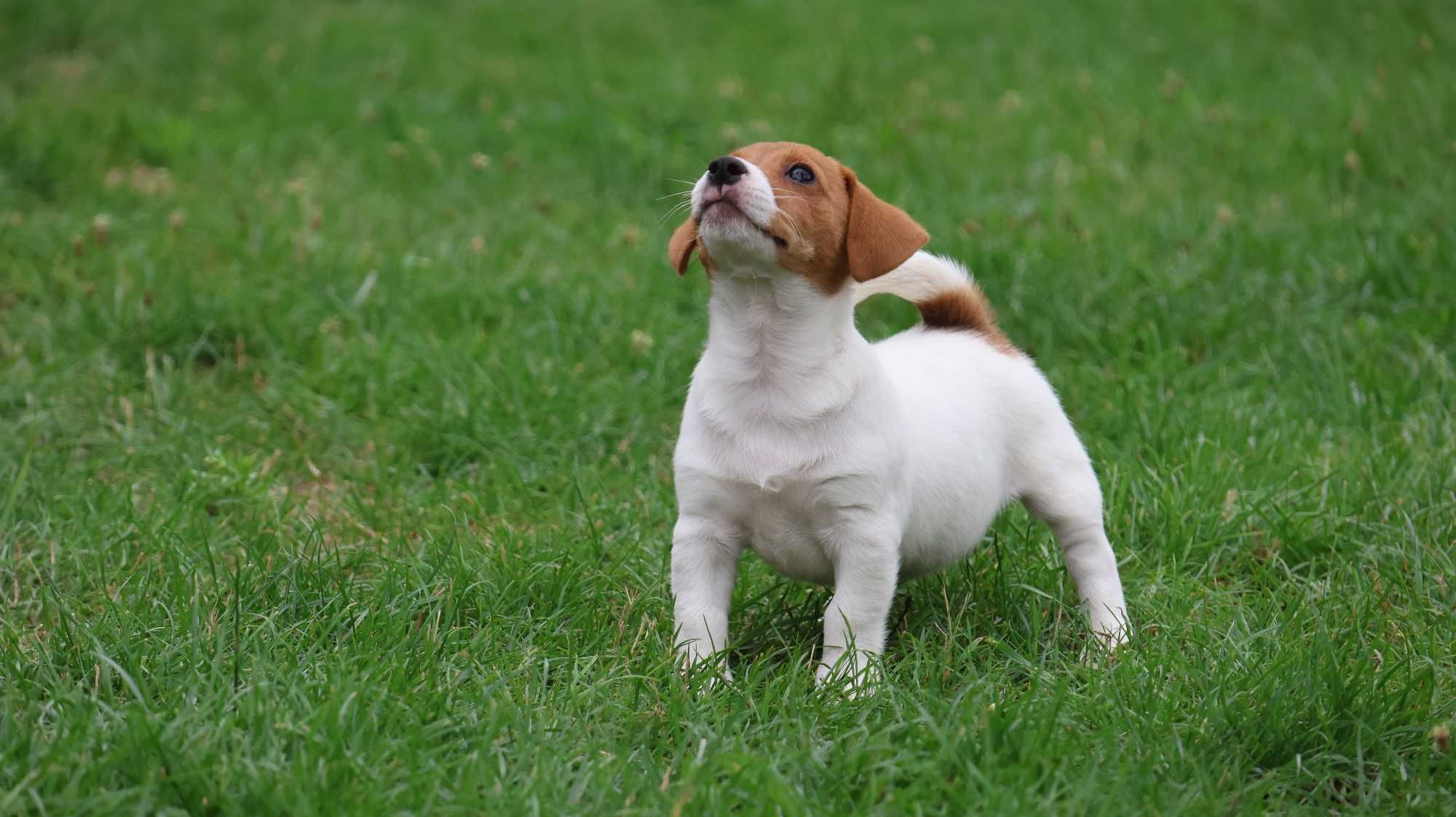 Wzorcowa suczka Jack Russell Terrier z hodowli BREFIO/bad.genetyczne