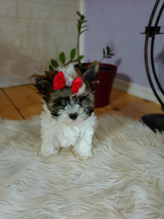 Yorkshire terrier śliczna biało- złota suczka