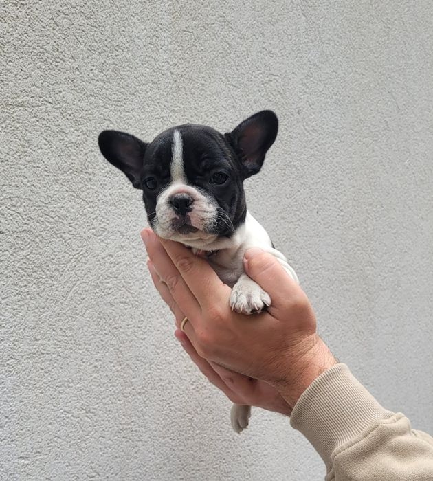 Bulldog francês femea