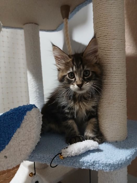 Maine coon kocurek
