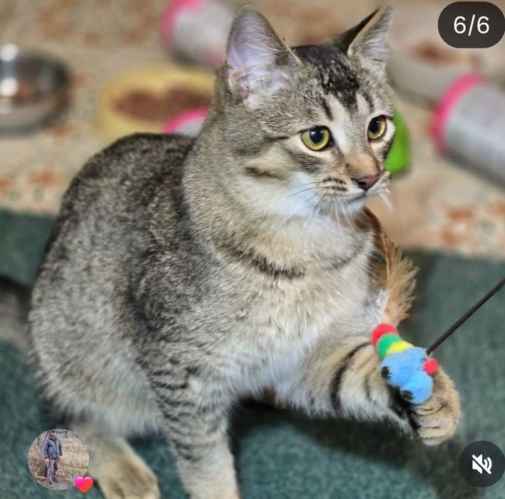 Котёнок в хорошие заботливые руки