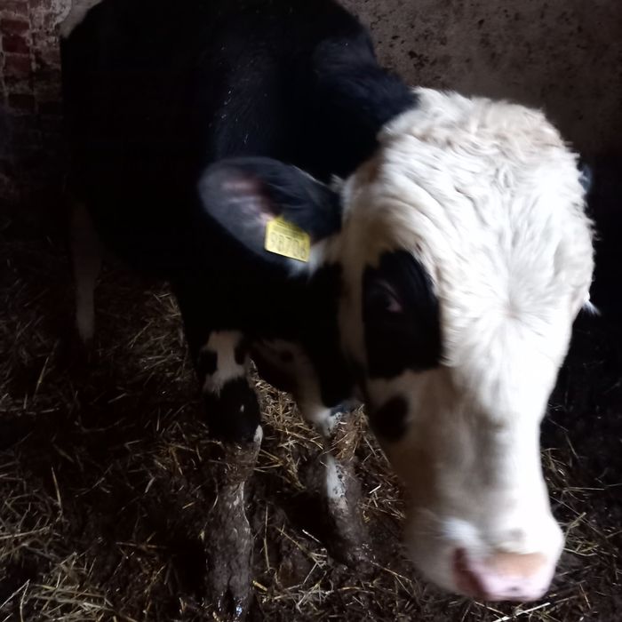 Byczki limusine i simental