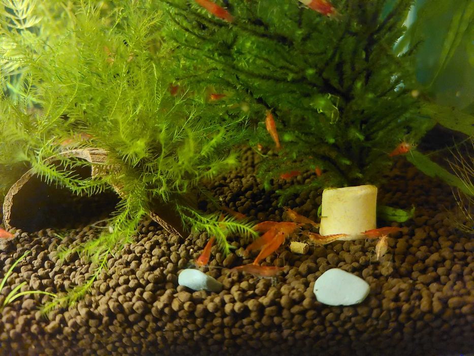 Krewetki neocaridina czyszczące glony 5sztuk