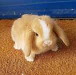 KIT Coelhos anões mini lop(belier) orelhudos lindíssimos e inteligente