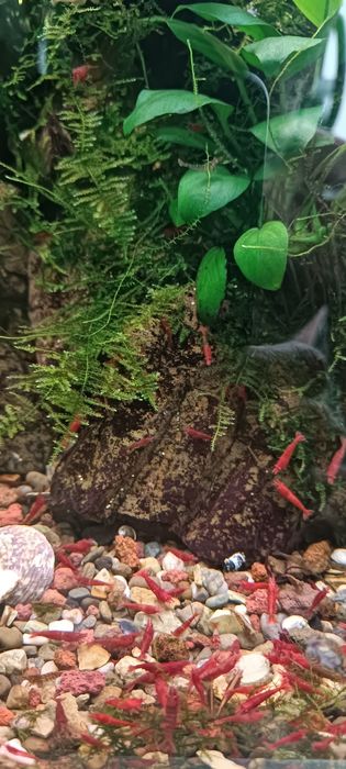 Акваріумна креветка, неокардина.Рослини.