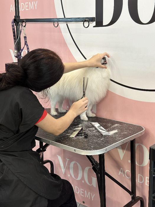 Грумінг Житомир!