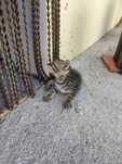 Dou gatinho riscadinho  meiguinho