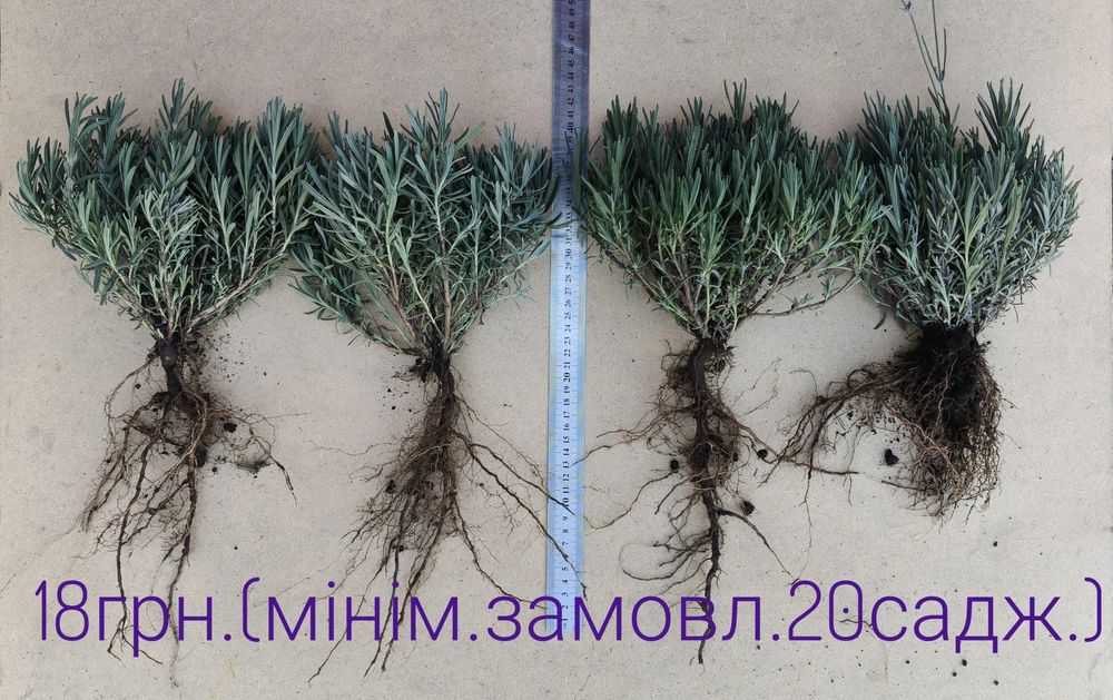 Лаванда саджанці сорти