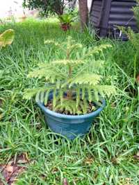 Araucária Columnaris (planta jovem 35cm)
