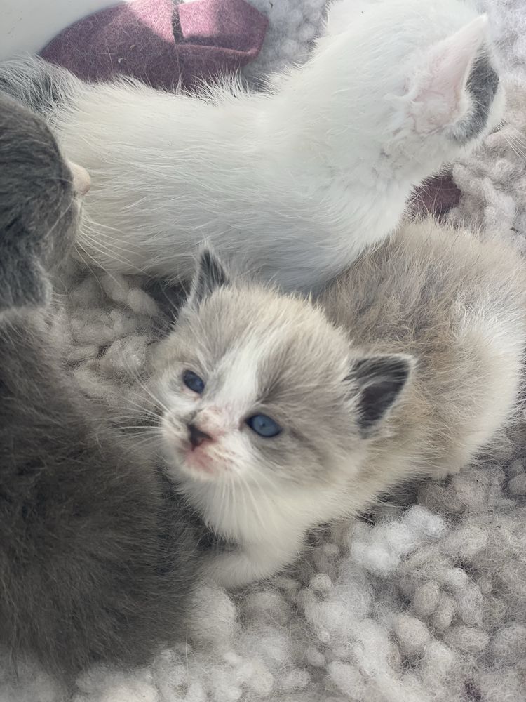 Віддам кошеня в добрі руки