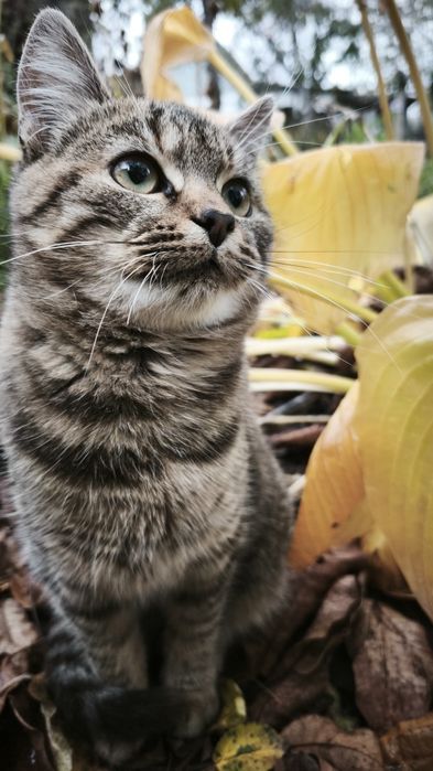 Віддам кошеня в хороші руки