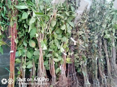 Саджанці Сливи Груша Яблуня Айва Черешня Персик Нектарин Вишня Абрикос