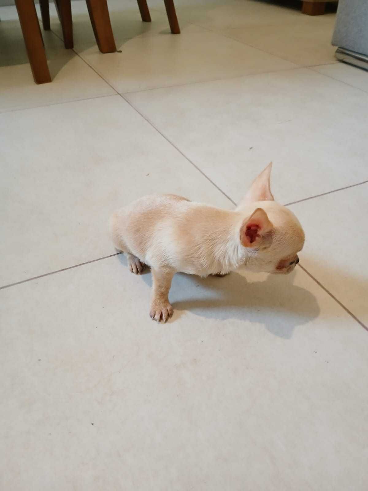 Chihuahua miniaturowy piesek