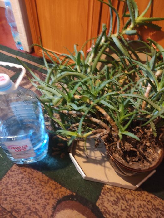 Продам цветок алое 9 років