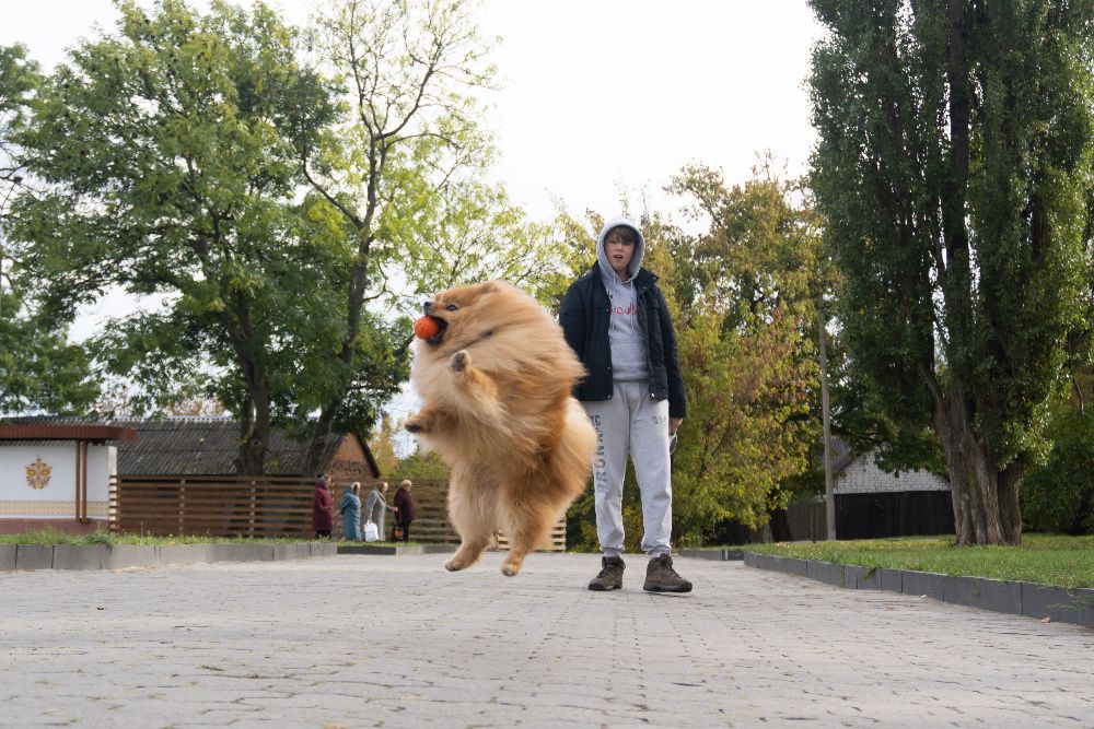 Мініатюрний шпіц