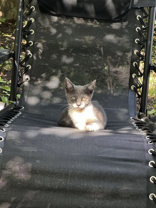 Віддам в добрі руки