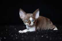 Devon Rex* Dziewczynka/Girl* Czekoladowy Bicolor DRX b03