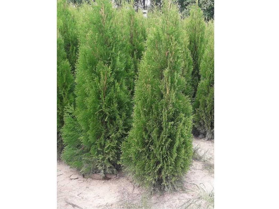 Thuja Smaragd 160,180,200,220 cm! Tuja Szmaragd! Sadzimy tuje! Dowóz!