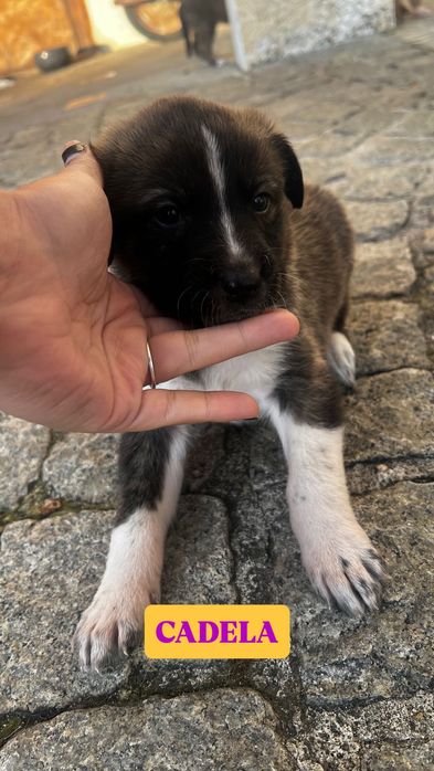 FILHOTE Cadela muito carinhosa