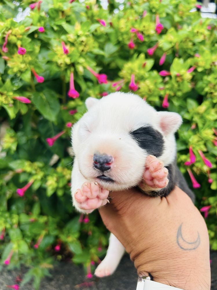 Excelente menio border collie